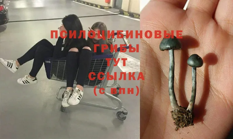 как найти закладки  Москва  Псилоцибиновые грибы Psilocybine cubensis 